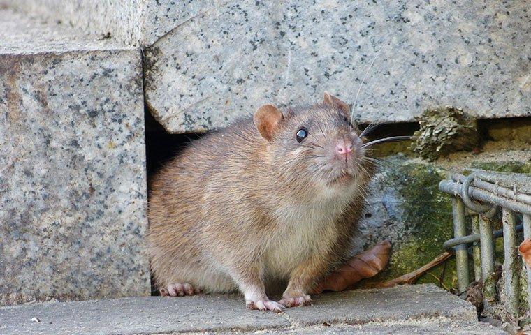 a norway rat crawling out from foundation at a home