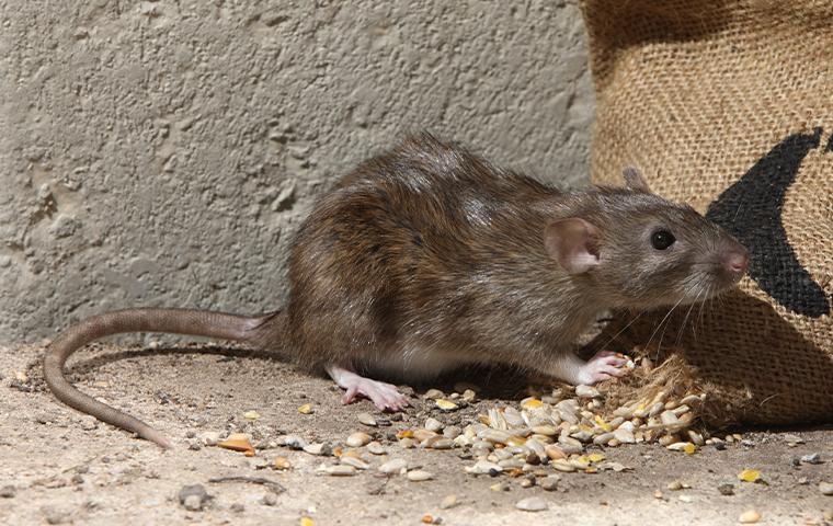 norway rat in a garage