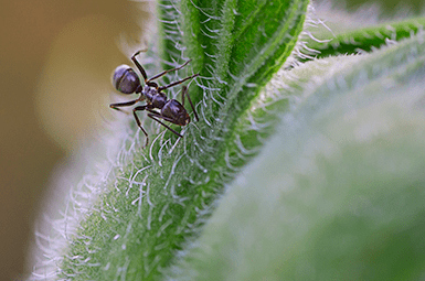 How To Keep Odorous House Ants Out Of Your Home With Adams Exterminating Company odorous house ant on house plant