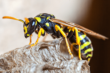 paper wasp up close building a nest