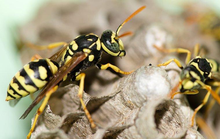 two wasps crawling on their nest