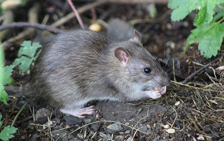 Types Of Rodents In North Texas