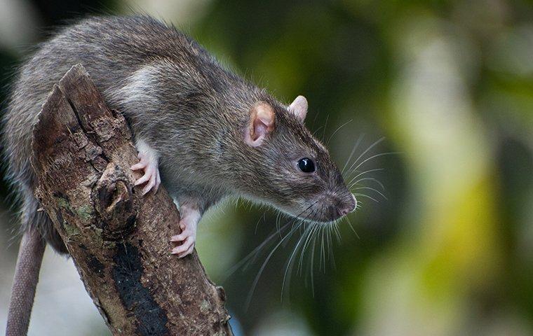 rat climbing a branch in a yard