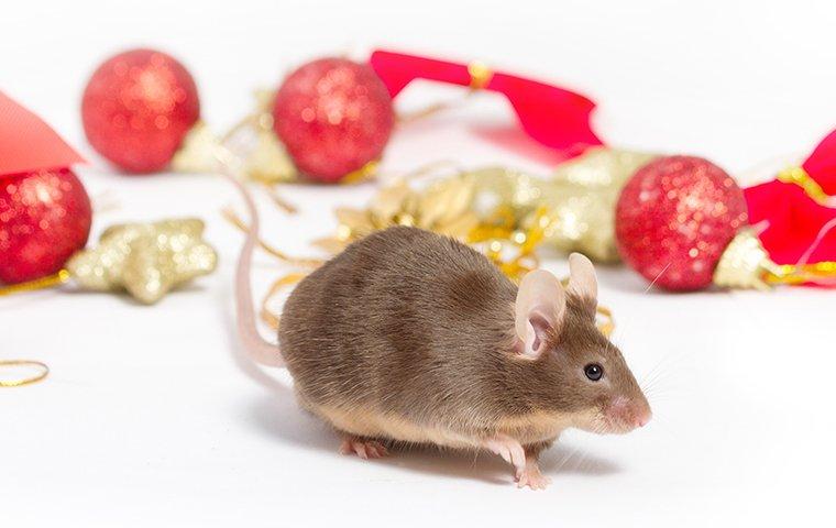 mouse on a christmas ornament