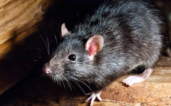 How Much Does Rat Extermination or Removal Cost From Roof 2018?