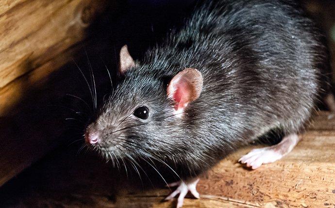 roof rat in a garage