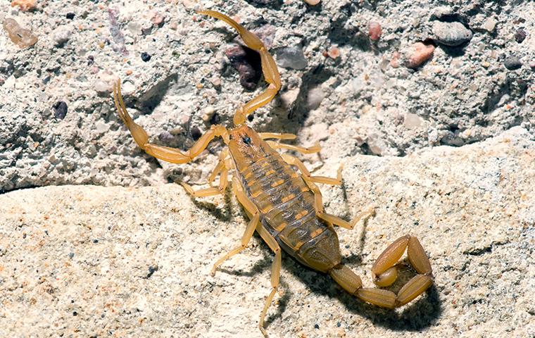 scorpion on the rocks