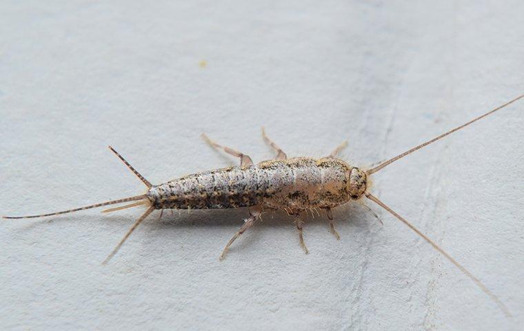 silverfish in north texas home