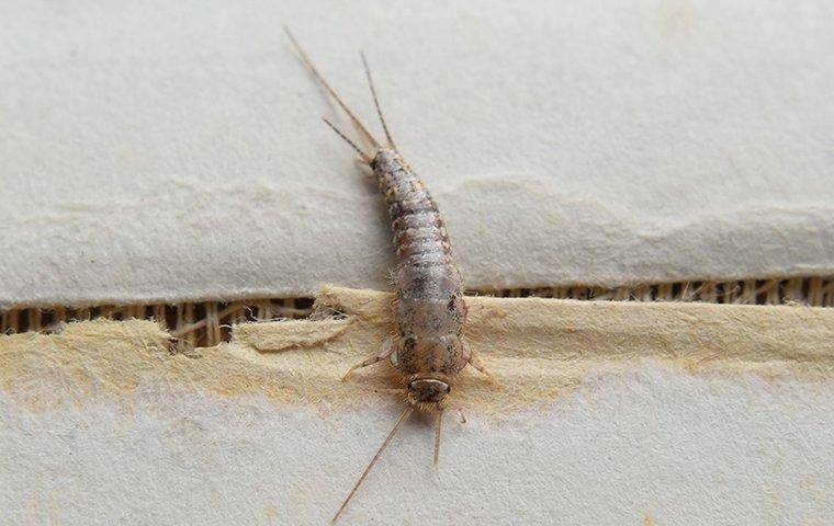 a shiny silverfish crawling along the wrinkled pages of a lewisville residents book