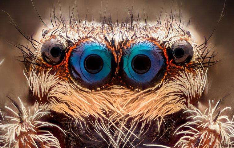 a jumping spiders eyes close up