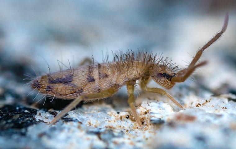 springtail up close