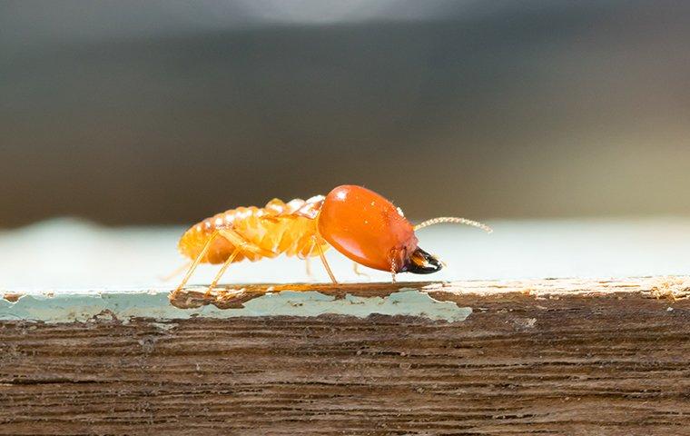 a termite crawling along a wooden struture inside of the walls of a denton texas home