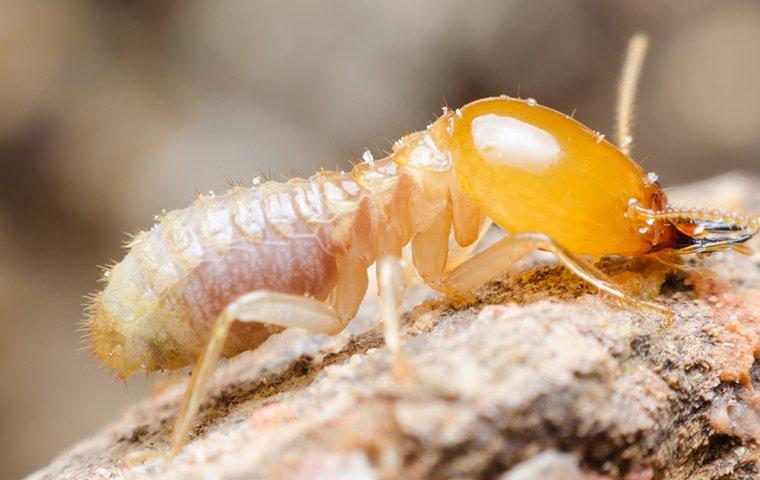 termite up close near denton home