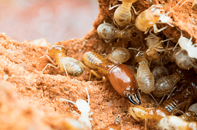 Learn How To Protect Your Home From Termites With Adam's Exterminating Company. termites in water damaged wood