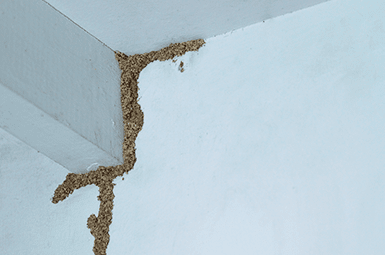 Learn How To Protect Your Texas Home From Termites home with termite mud tubes