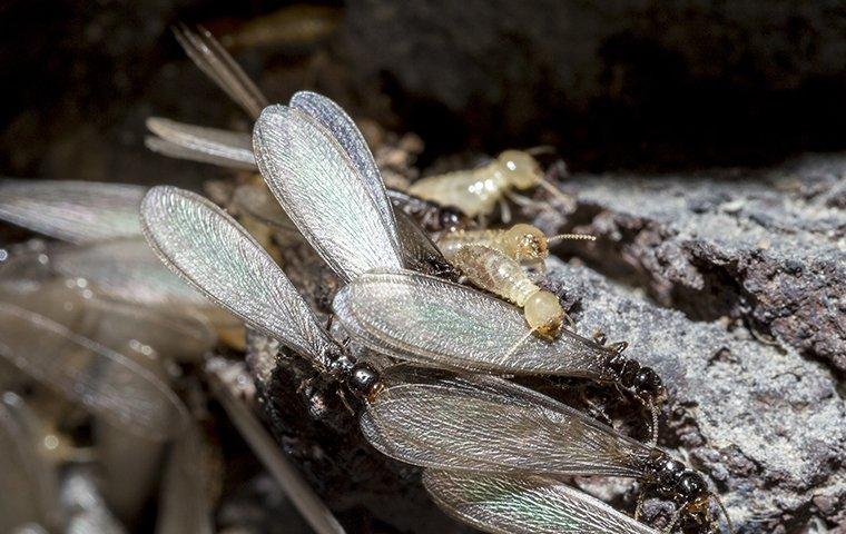 termite swarmers up close