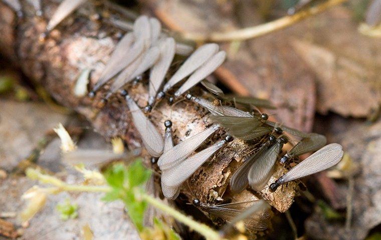termites eating wood in a yard