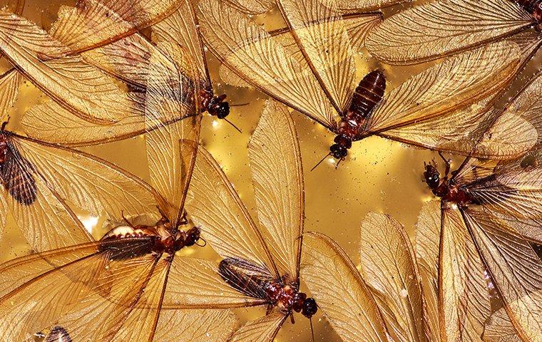 What It Means If You Spot Termite Swarmers Around Frisco