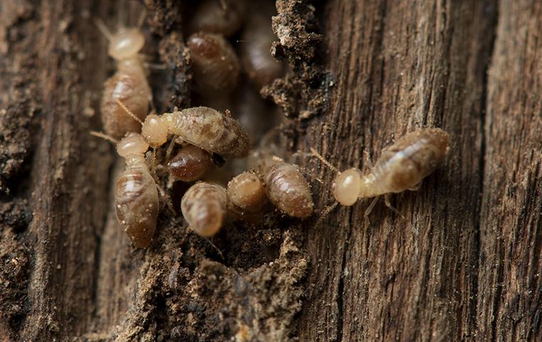 termites crawling on wood