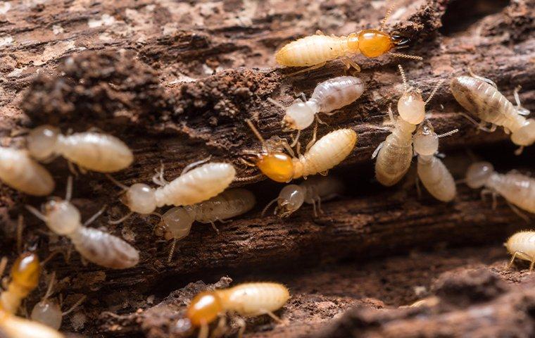 termites on a tree