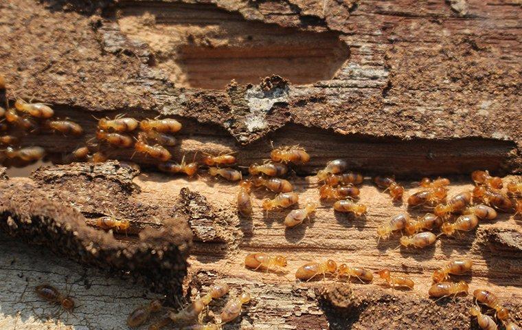 termites eating wood