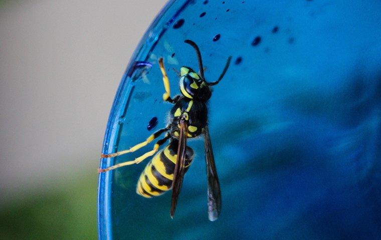 a black and yellow wasp balancing along the rim of a water glass on a lewisville property