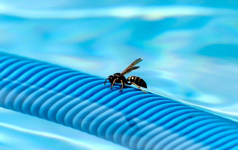 an aggressive wasp exploring a frisco pool noodle durring the hot sunny days of summer