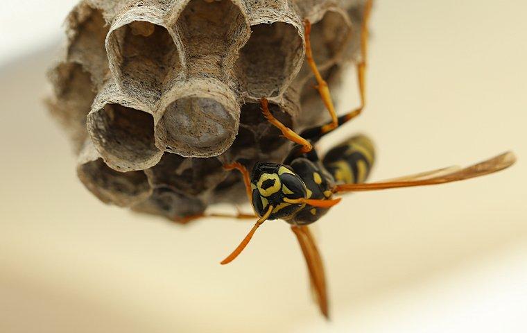 stinging insect wasp on her nest