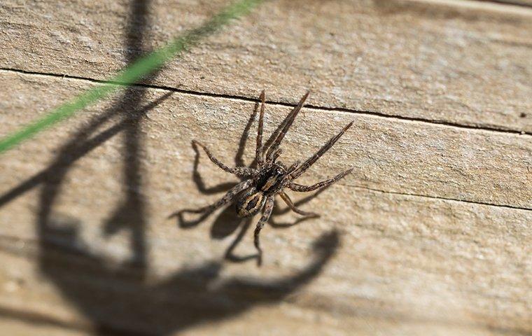 a wolf spider crawling on a porch next to a house