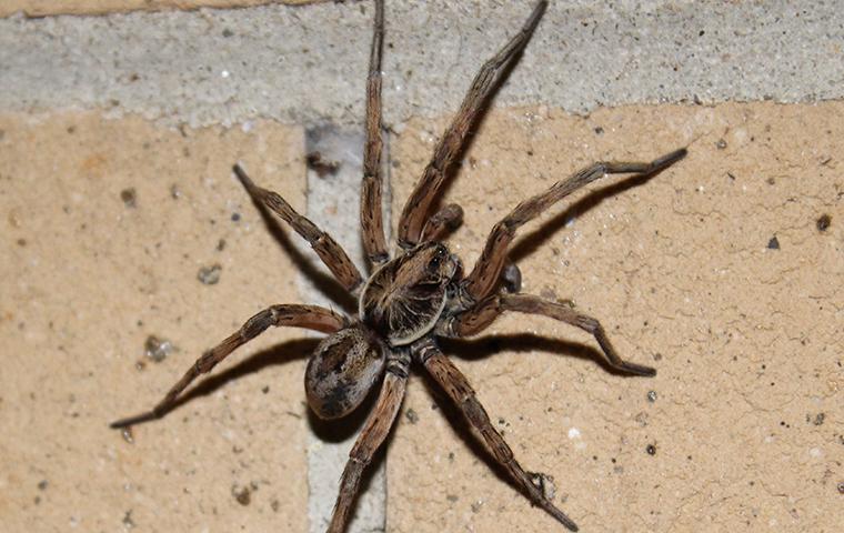 wolf spider grounded