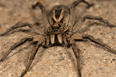 Learn How To Keep Wolf Spiders Out Of Your Home With Adams Exterminating Company wolf spider up close
