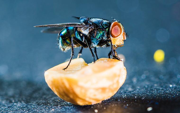 a blow fly sitting on top of a pealed orange