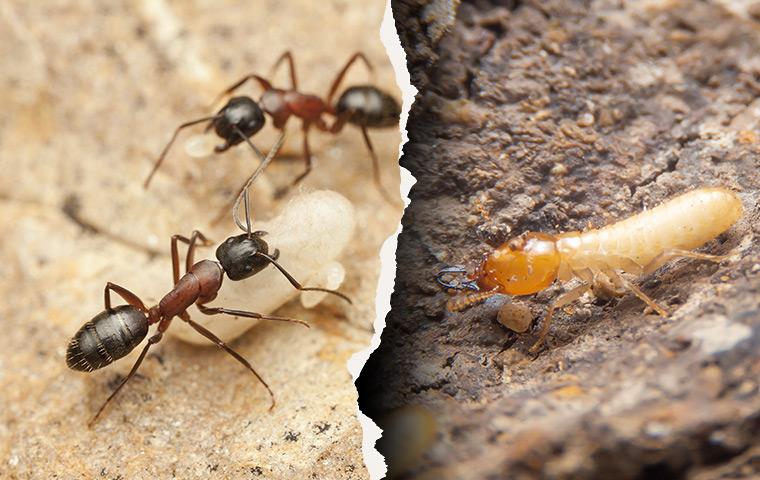 How Much Damage Can Carpenter Ants Really Do? 