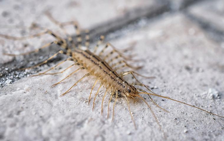 a house centipede on the tile floor in kitchen