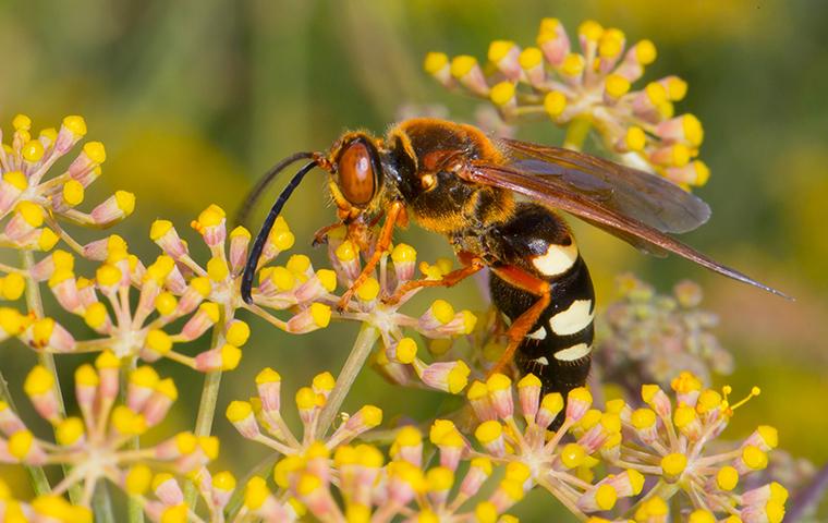 a cicada killer wasp on yellow flowers
