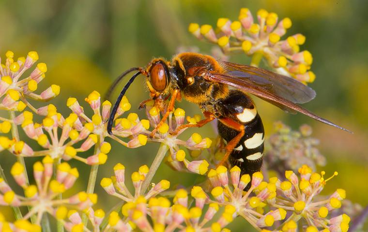 Download Learn More About Paper Wasps Yellow Jackets In North Tx