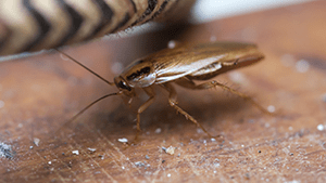 cockroach on kitchen floor