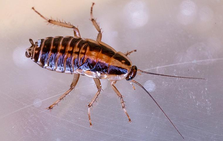 a german cockroach in tupperware dish in home in frisco texas