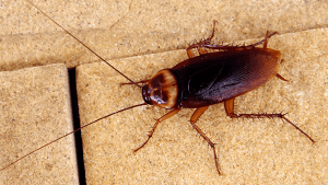 cockroach crawling on building materials