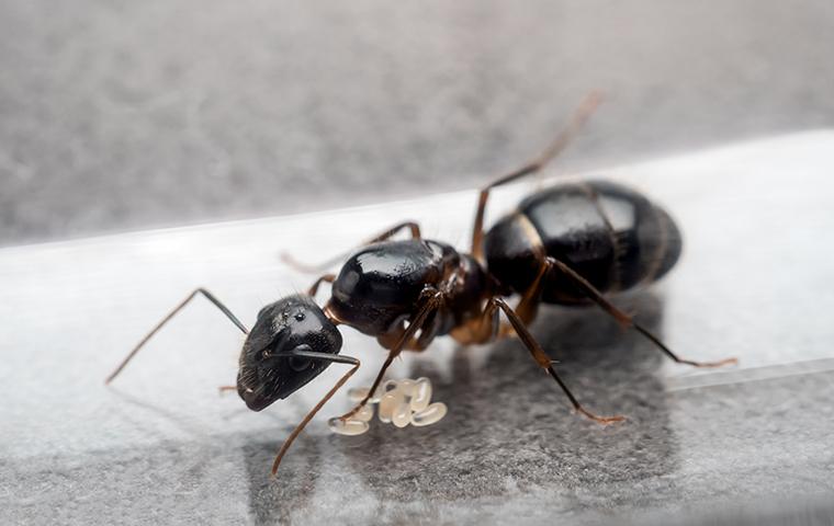 carpenter ant eggs on kitchen counter