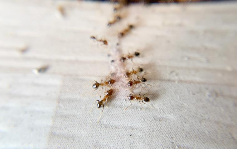 ants in a row eating on a kitchen floor