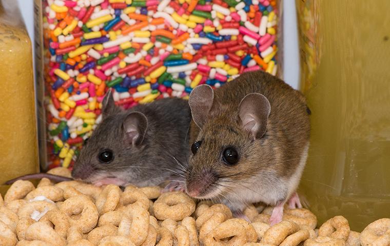 two house mice in a cabinet