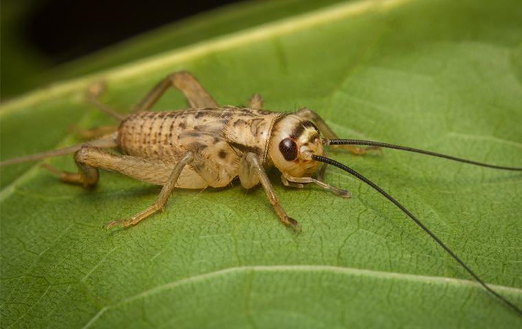 a house cricket on a leaf