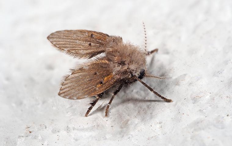 a drain fly on shower wall in bathroom