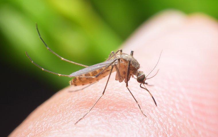 a mosquito biting skin in fairview texas