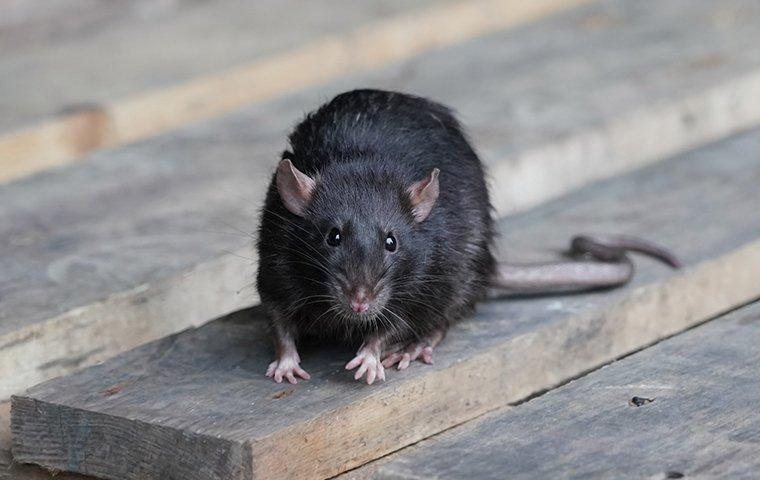 a rat crawling on wooden pallets outside a fairview business