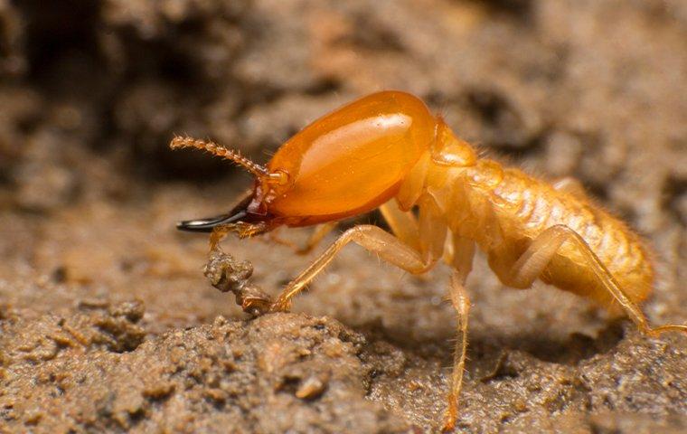 a termite damaging wood on a fairview property