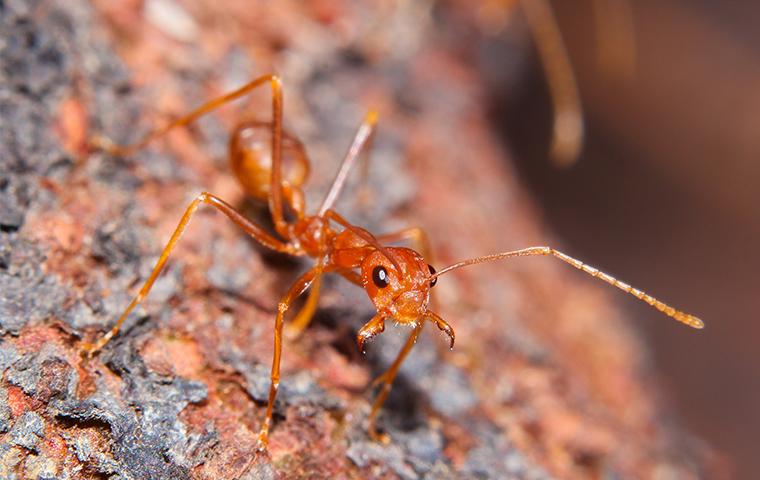a fire ant climbing down the bark of a tree