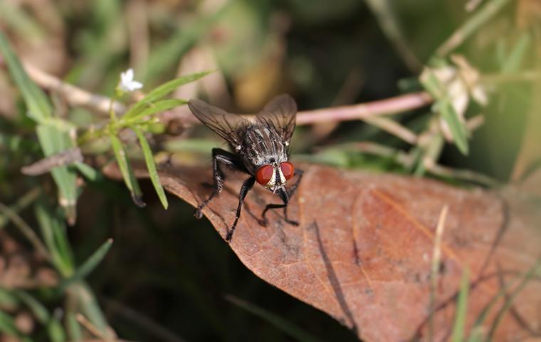 a flesh fly on a leaf in texas