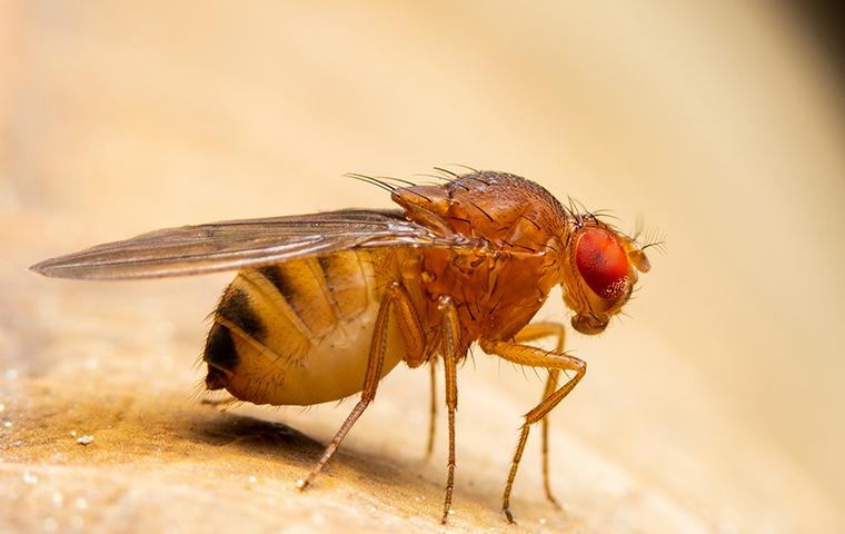 a fruit fly in kitchen searching for food